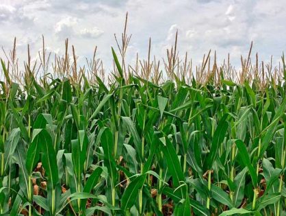 Два урожая в год станут нормой для Украины