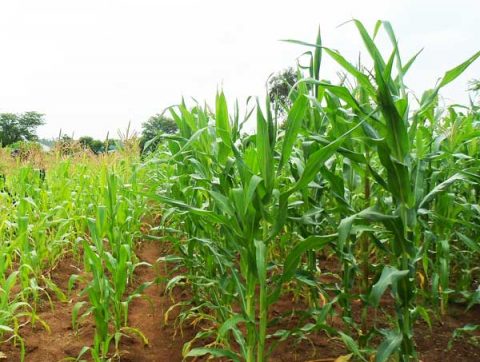 О известковании перед посевом кукурузы