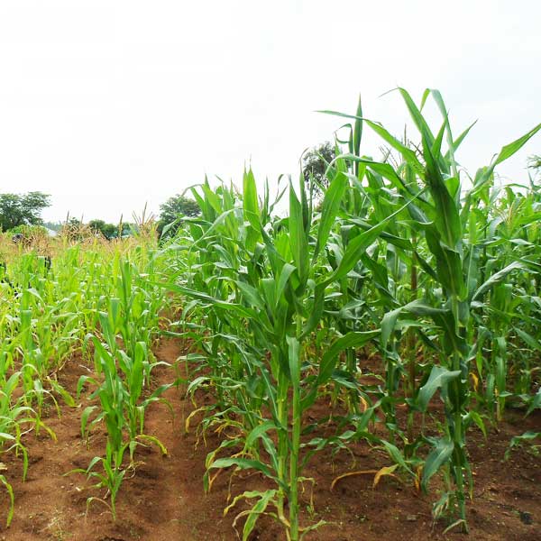 О известковании перед посевом кукурузы