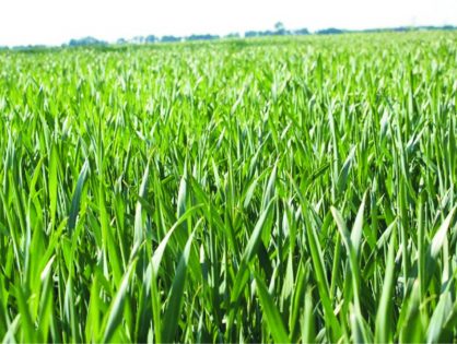 Польские аграрии вынуждены в третий раз вносить азотные удобрения под озимую пшеницу