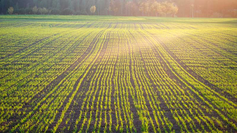 Американские фермеры проводят посев клевера красного в озимую пшеницу после таяния снега